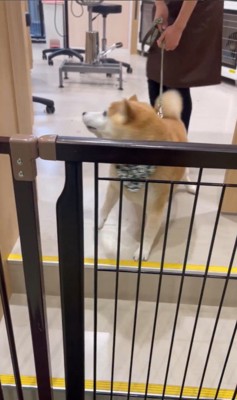 サロンに預けられる豆助座衛門くん6