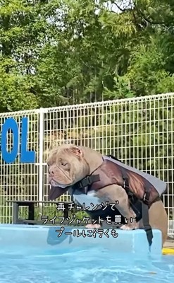 水面を眺める中型犬