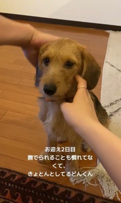 お迎え後のどん君の変化2