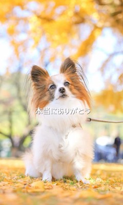 そらちゃんを迎えてからの日々8