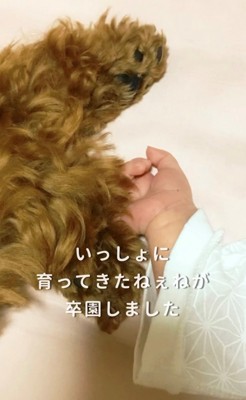 手と手を重ねる犬と子ども