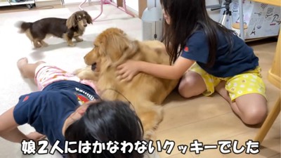 起き上がる犬