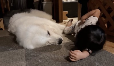 すべてを受け入れているシュシュちゃん