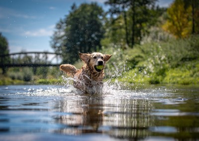 水遊びする大型犬