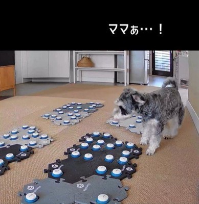 告げ口するモネちゃん4