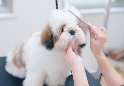 毛を乾かしてドライヤーしてもらった子犬
