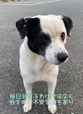 目の前にくる野良犬