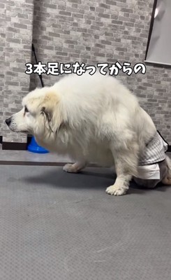 3本足でかがむワンコ