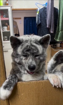 銀丸くんと虹琥姫ちゃんのお出迎え5