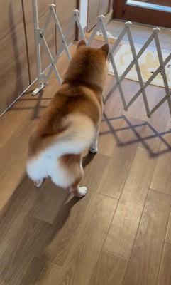 お兄ちゃんの帰省を喜ぶパンちゃん7