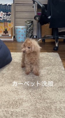 カーペットから顔を離した犬