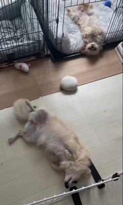 イタズラを誤魔化す小春ちゃん&つむぎちゃん8