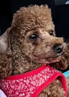 どんなヘアスタイルも似合います!