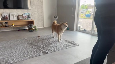 パパが仕事に行くのは…