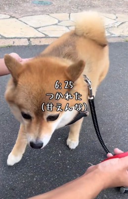 飼い主の方に寄ってくる犬