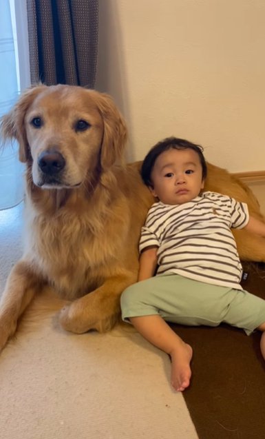 寝そべるゴールデンレトリバーのお腹にもたれかかる幼い男の子