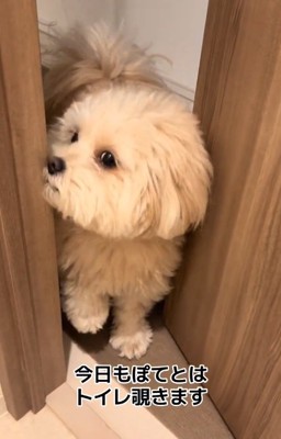 飼い主さんのトイレを覗くぽてとちゃん2