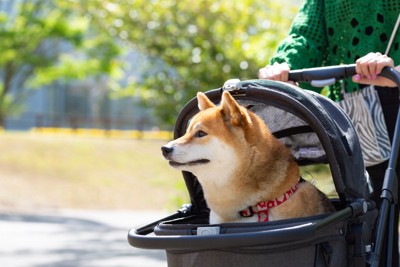 カートに乗って散歩する柴犬