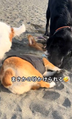 穴掘りを教わるラティちゃん9