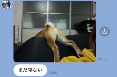 ソファで足を広げるふうたくん