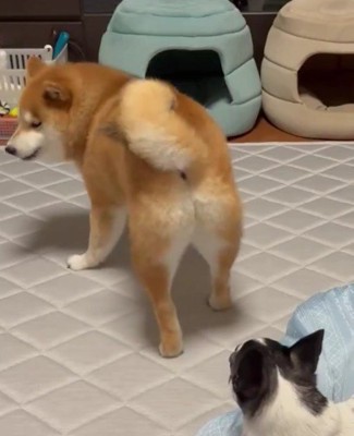 「(なに見とんじゃワレ)」