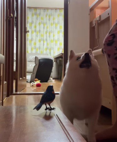 「私の小鳥いじめないで!」