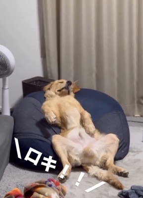 名前を呼ぶ飼い主さん