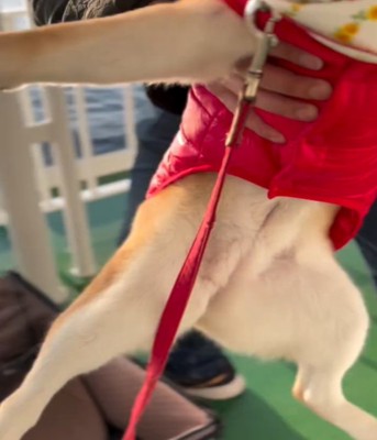 持ち上げられる犬1