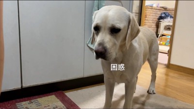 赤ちゃんを見て困惑する白い犬