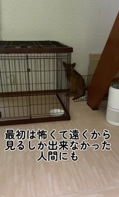 なかなか心を開かない