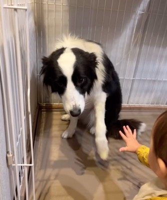 タッチするわんこ