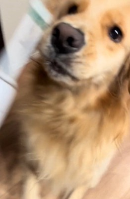 ジャンプする犬