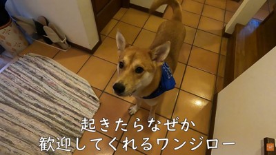 お父さんが起きると、しっぽをパタパタ♪