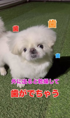 カメラ目線で下の歯を出している犬