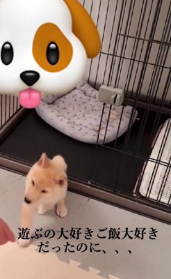 子犬を迎えたら…