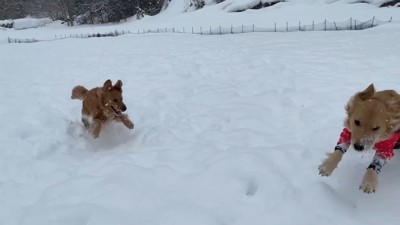 よもぎちゃん＆だいず君の雪への反応2