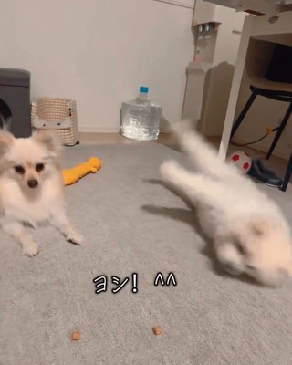 ヨシの反応が早いベアくん