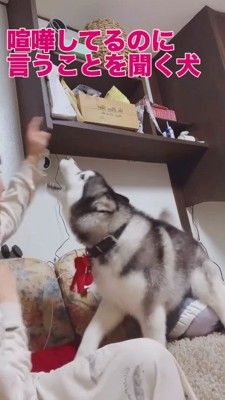 人差し指を立てて犬の頭上に腕を伸ばす飼い主