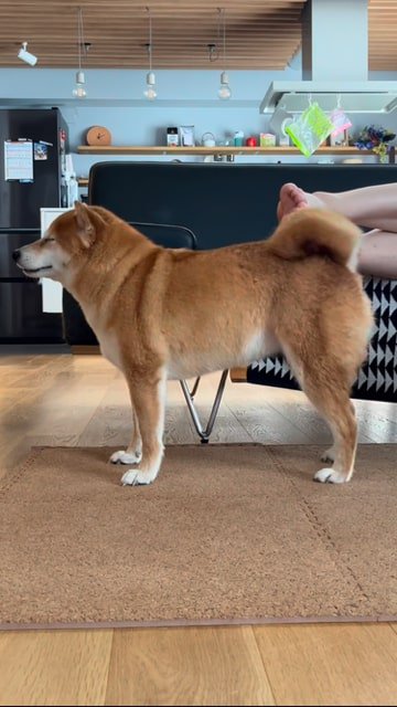 飼い主さんの足にセルフなでをする犬、目をつむる