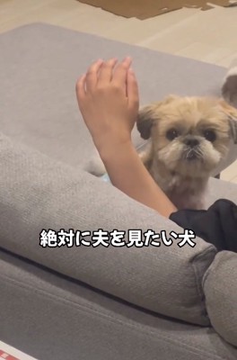 再び顔を出すワンコ