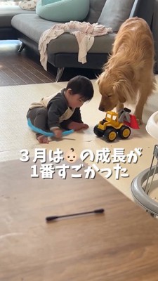 おもちゃで遊ぶ犬と赤ちゃん
