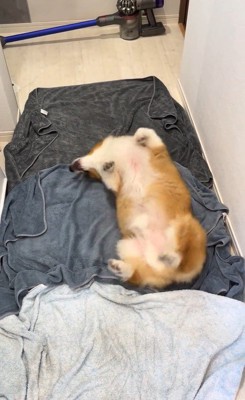 お風呂上がりのロイくん8