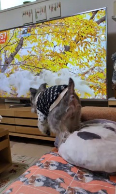 テレビに自分が出た時の風太くん