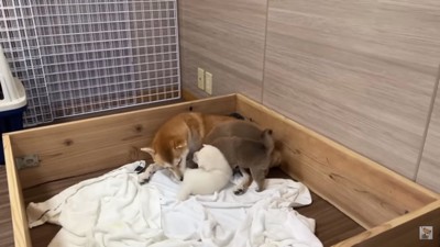 楓ママと子犬たち