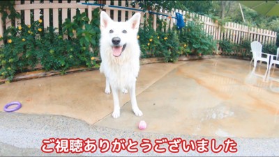 笑顔でカメラを見つめる犬