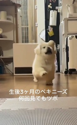 目をつぶるムニくん