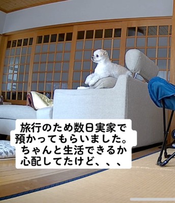 ソファに座る犬