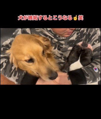 腕の中に入る犬2
