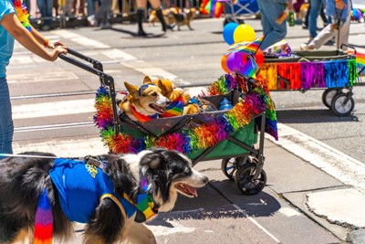 パレードに参加している犬