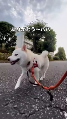ルンルンで歩き続ける柴犬